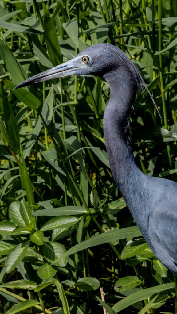 Der Blaureiher stakt durchs knöchelhohe Wasser und sucht nach Beute.