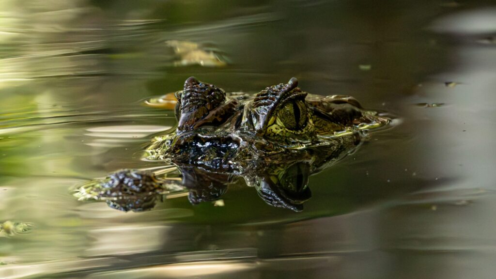 Ein Keilkpf-Glattstirnkaiman liegt regungslos im Wasser und lauert auf sein nächstes Opfer.
