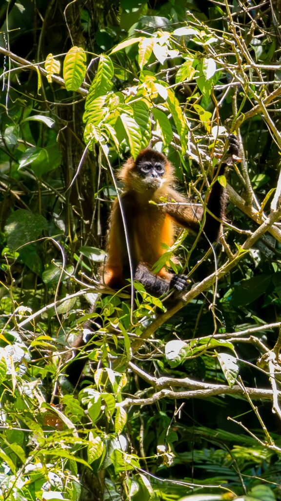 Ein Spider-Monkey sitzt im Geäst und beobachtet uns.