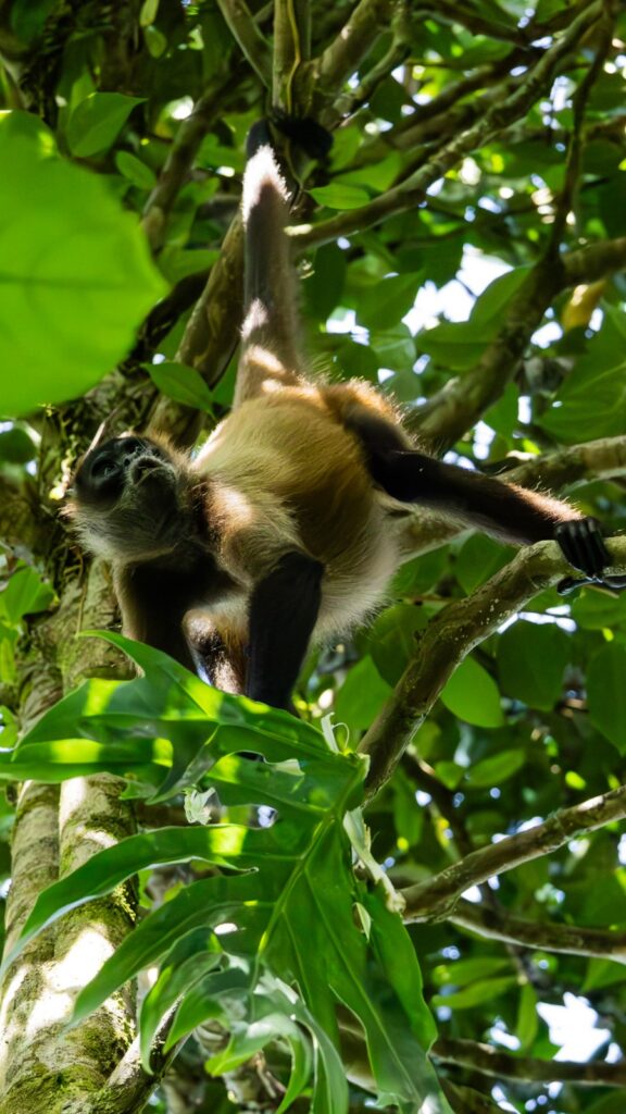 Der Spider-Monkey hängt an einem Ast mit seinem Schwanz und nagt an einem Blatt.