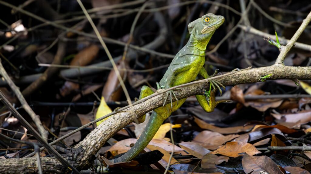 Ein Stirnlappenbasilisk Sitzt auf einem Ast in der Sonne.