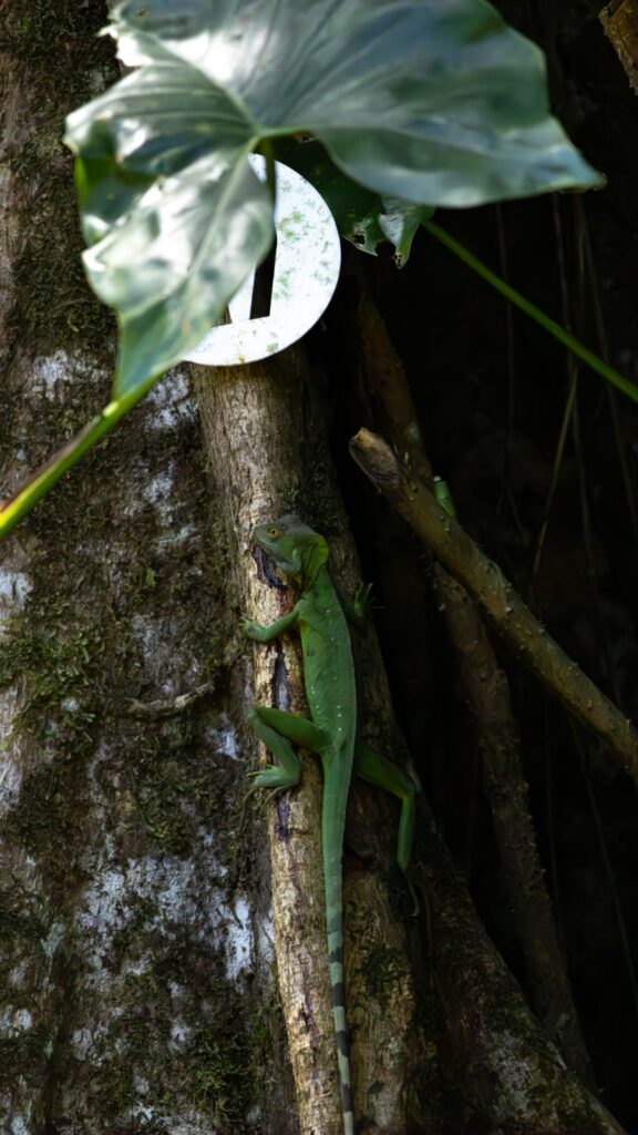 Ein Stirnlappenbasilisk klettert auf einen Baum um nach Nahrung zu suchen.
